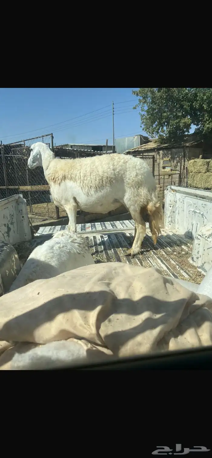 نعجه مضرع سديس بتيماء بشبك الحراج الحد 1400 0