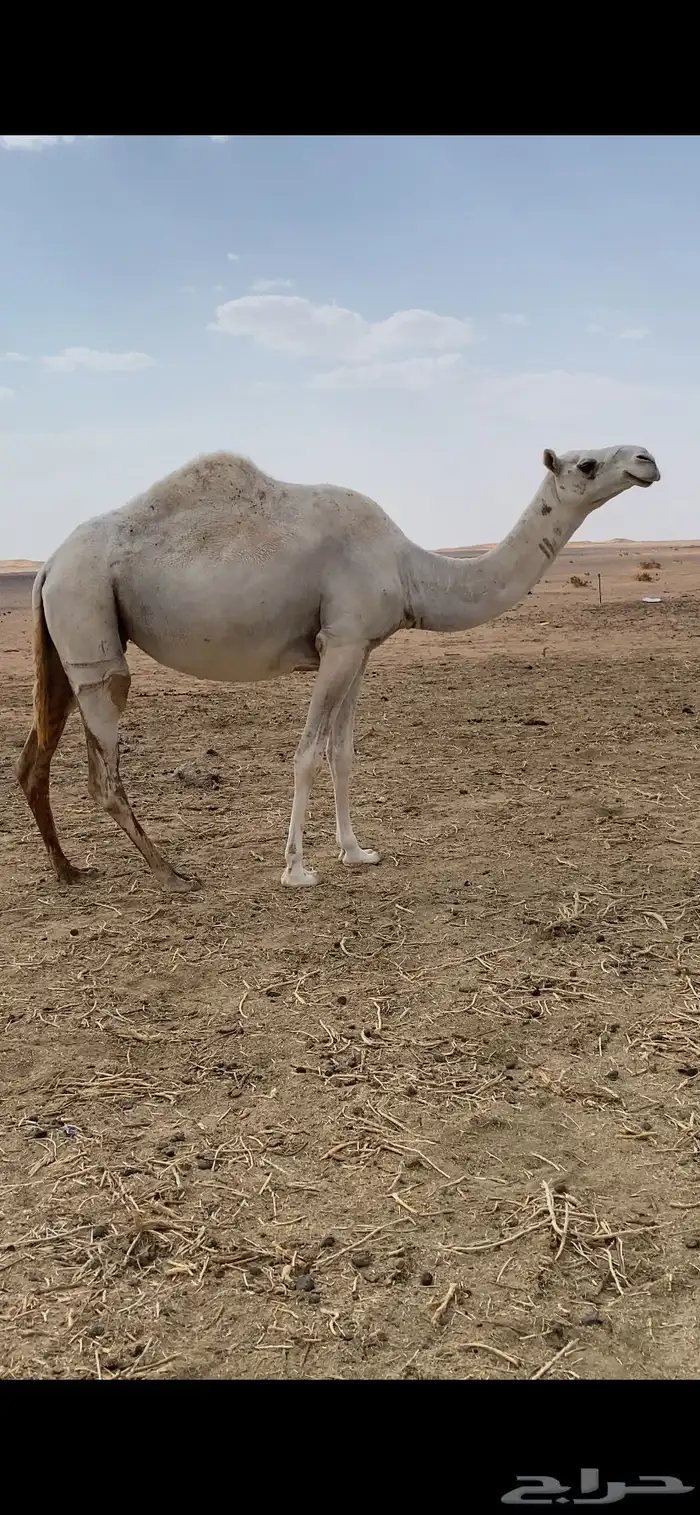 للبيع المغتر لقحه لها 6 شهور بثنوها سليمة العذاريب 1