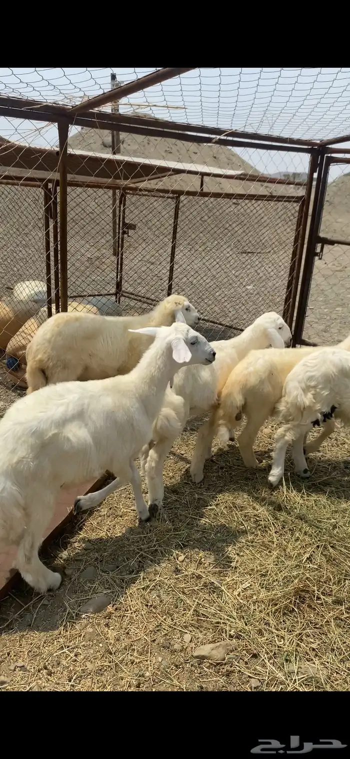 رخال ذبايح حريه 1