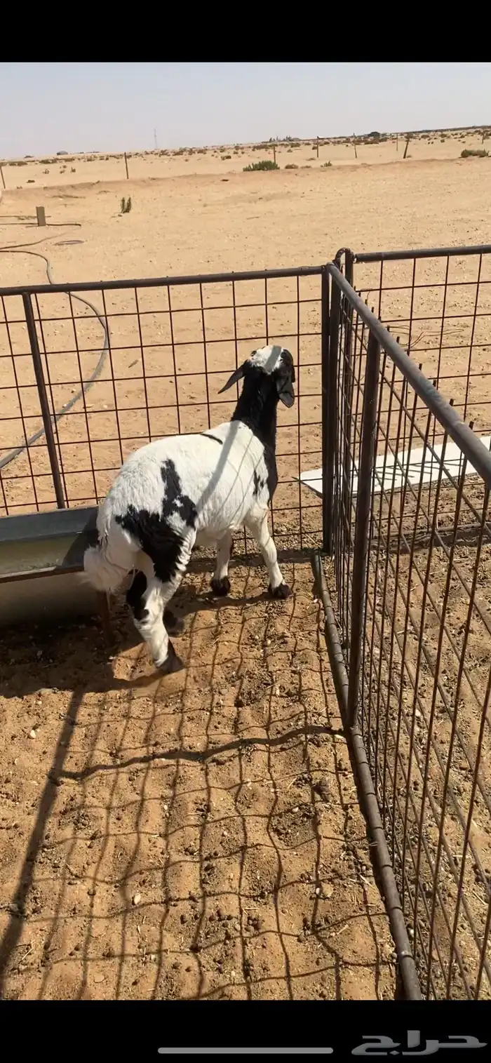 خروف مهجن 0