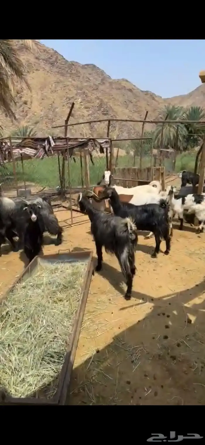 معزا للبيع 0