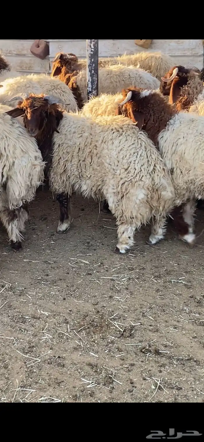 جذعان نعيمي بلدي 8