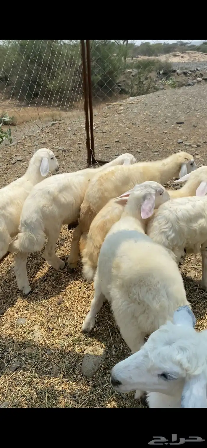 رخال ذبايح حريه 3