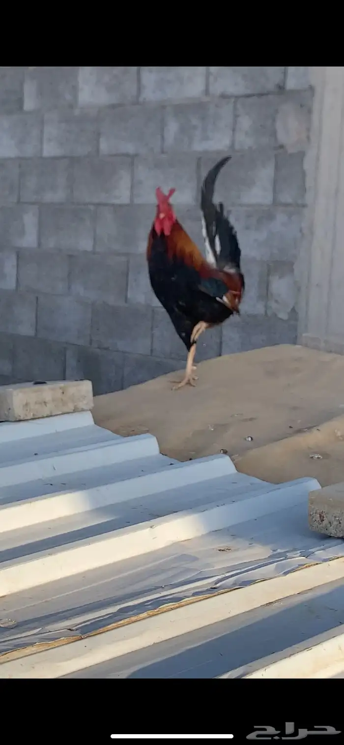 ديك عربي افرق 1