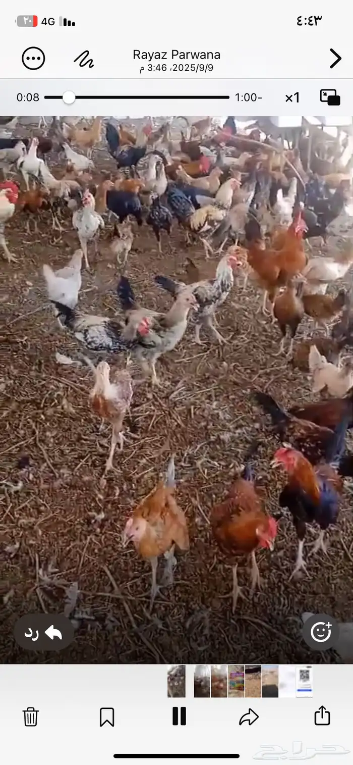 دجاج بلدي مهجن مع فارسي 4