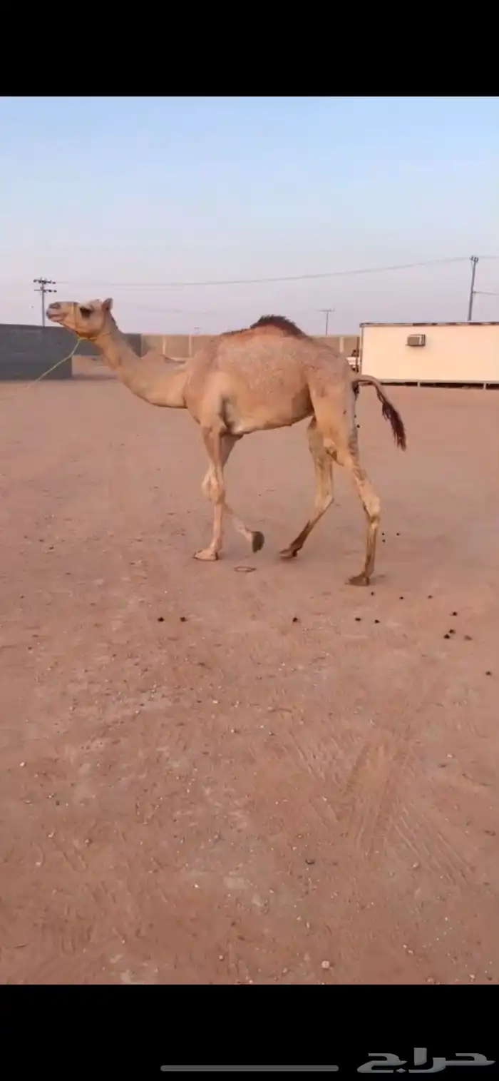 قعدان سن حق 0