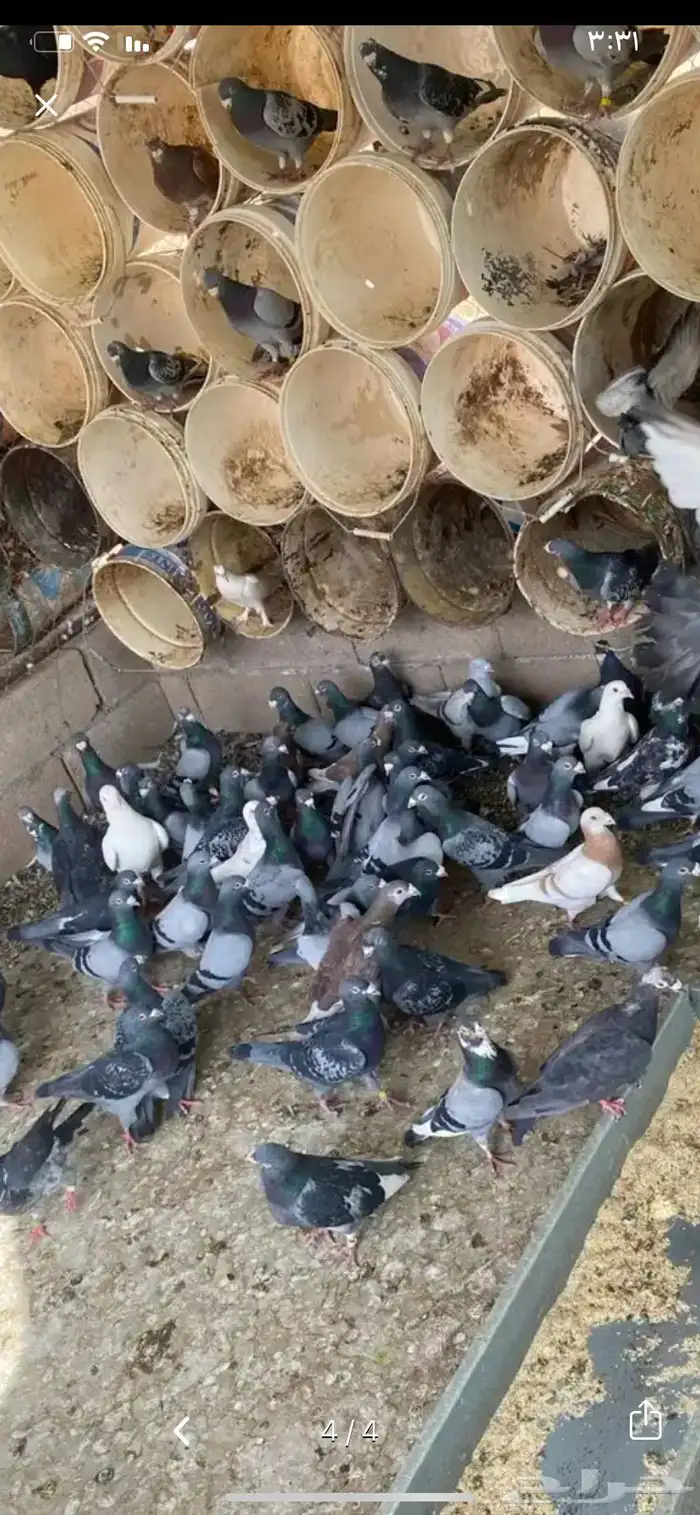 حمام سلفر جابو حجم كبير 0