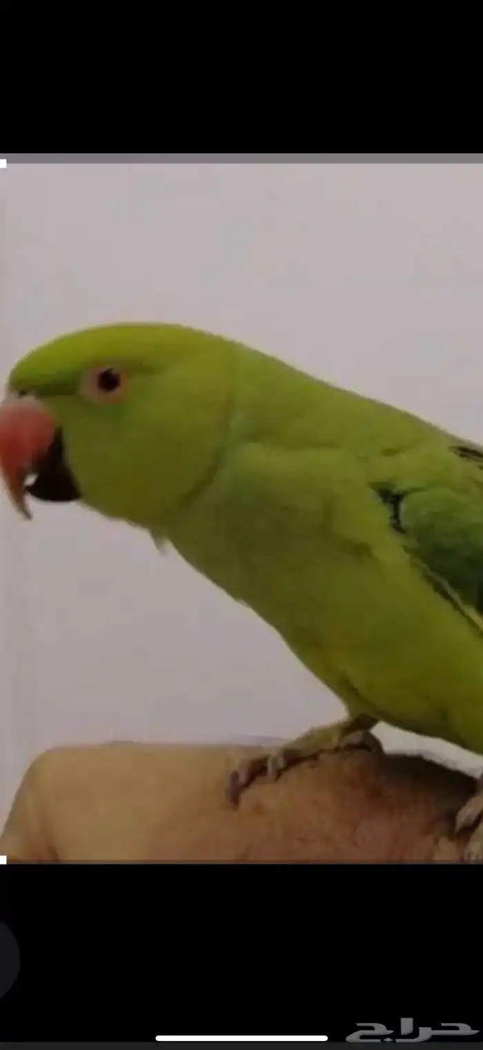 طير للبيع مو اليف 3