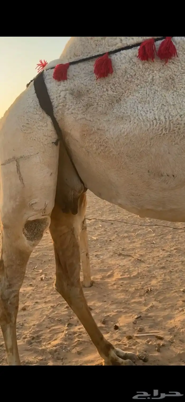 لقحات العدد 2 4