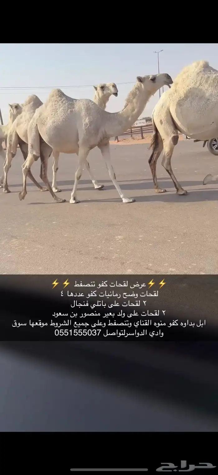 لقحات كفو 1