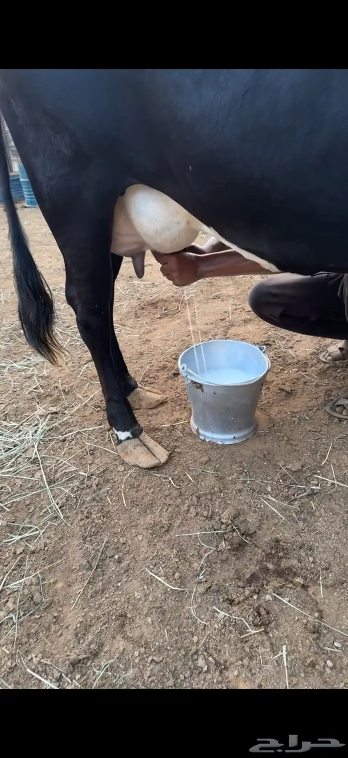 بقره منيحه 2