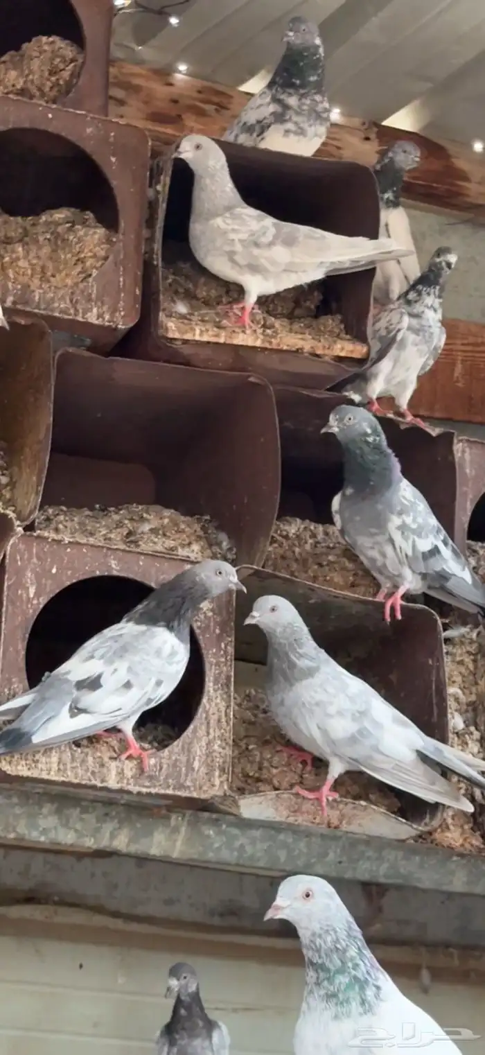 حمام باكستاني مشروط صحه وطيران 5
