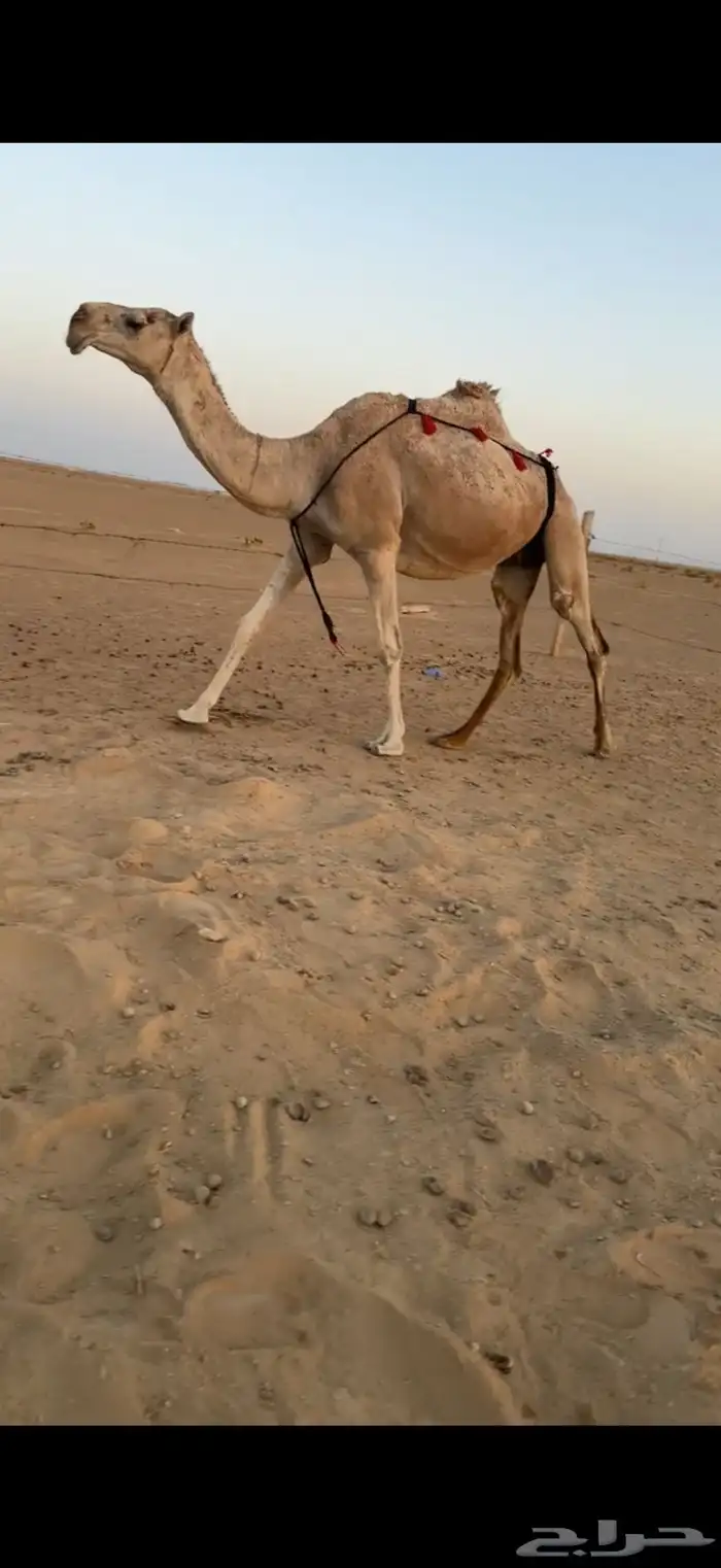 لقحات العدد 2 0
