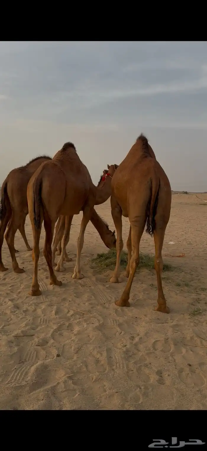بكار سواحل حمر 0