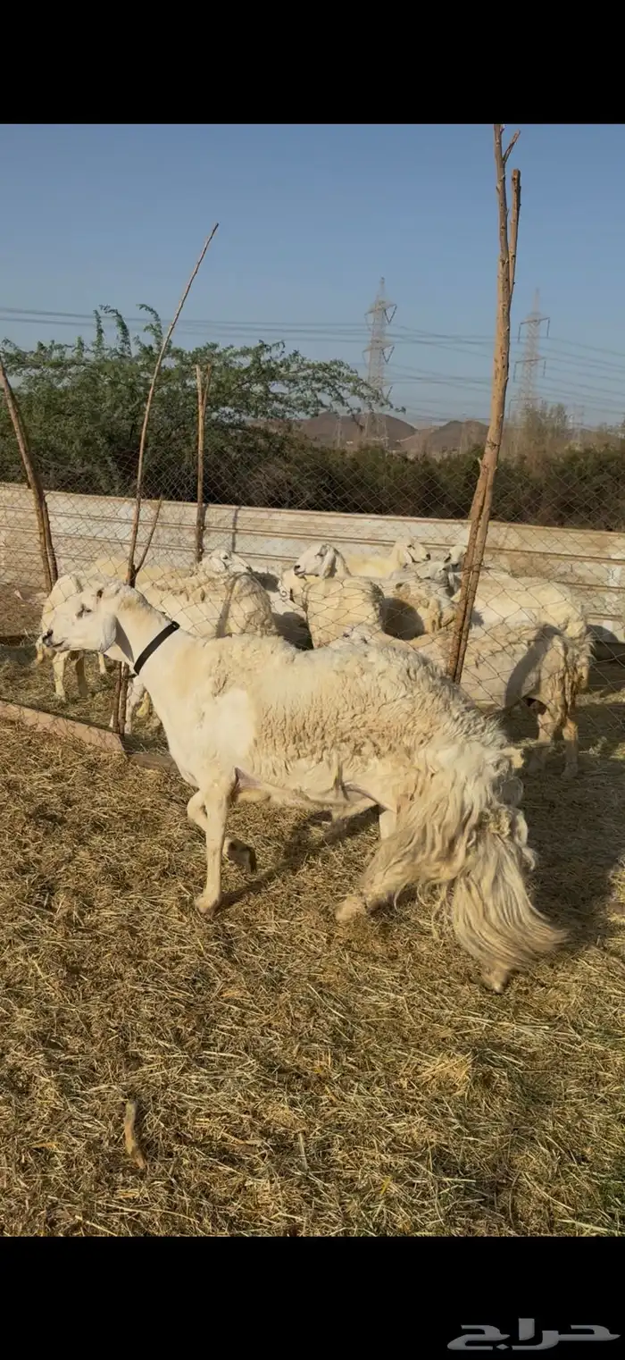 للبيع طلي فحل حري صنف رباع مشروط شرط كفوو 3