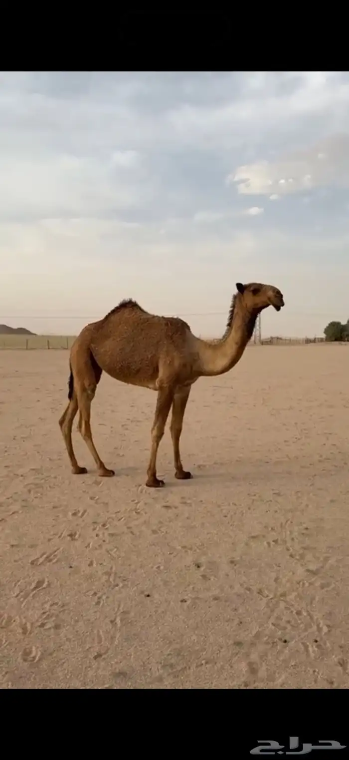 للبيع بكره لقيه صفرا 0
