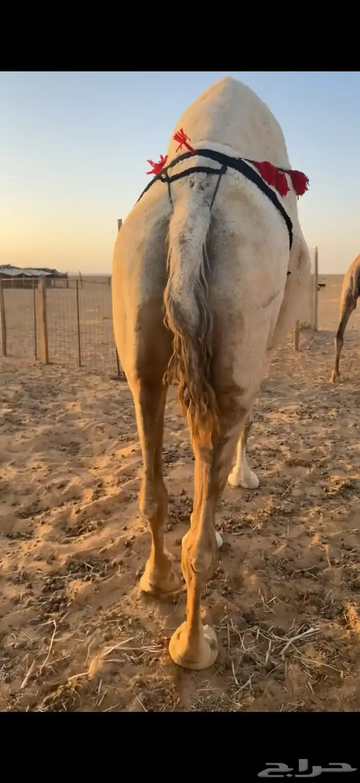 لقحات العدد 2 6