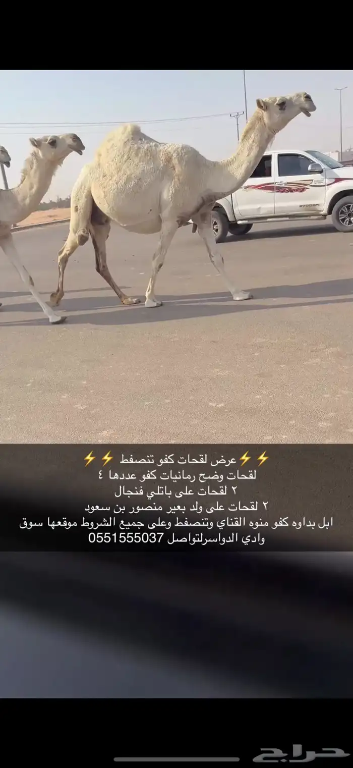 لقحات كفو 0