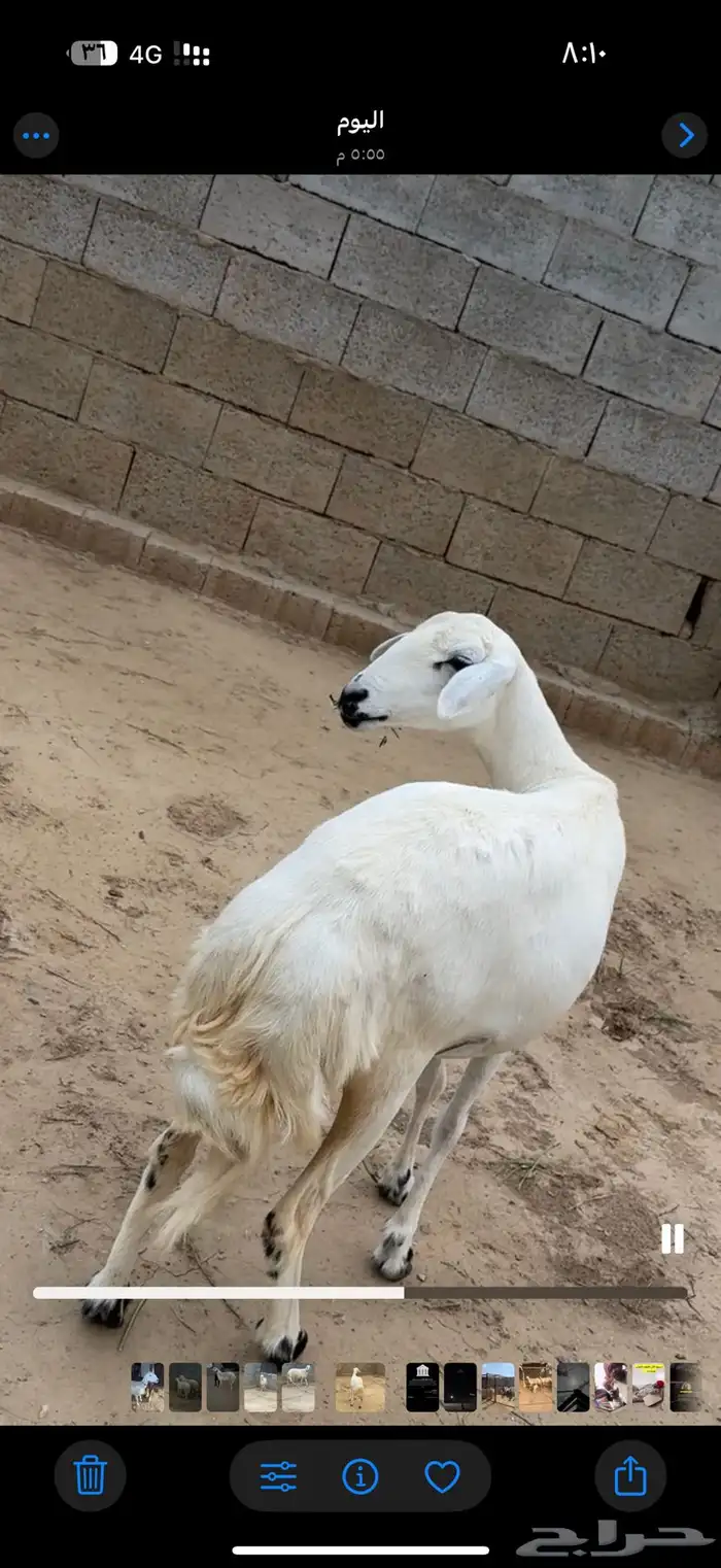 رخله ثنيه دافع للبيع 3