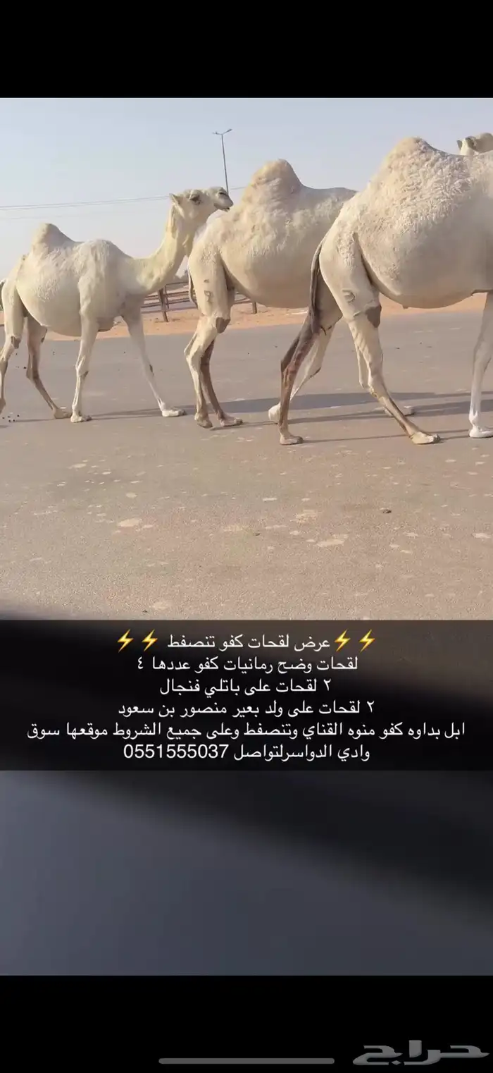 لقحات كفو 2