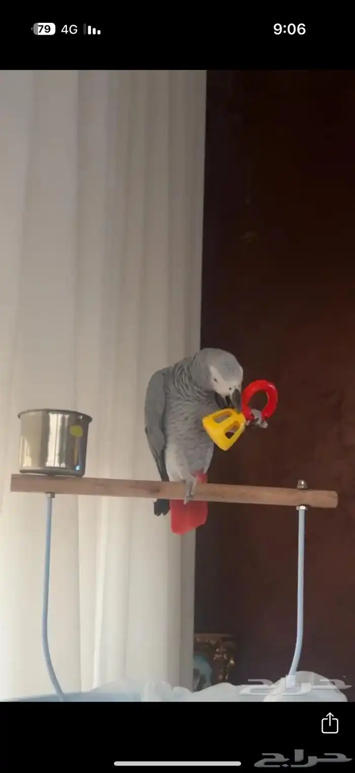 ببغاء كاسكو 1