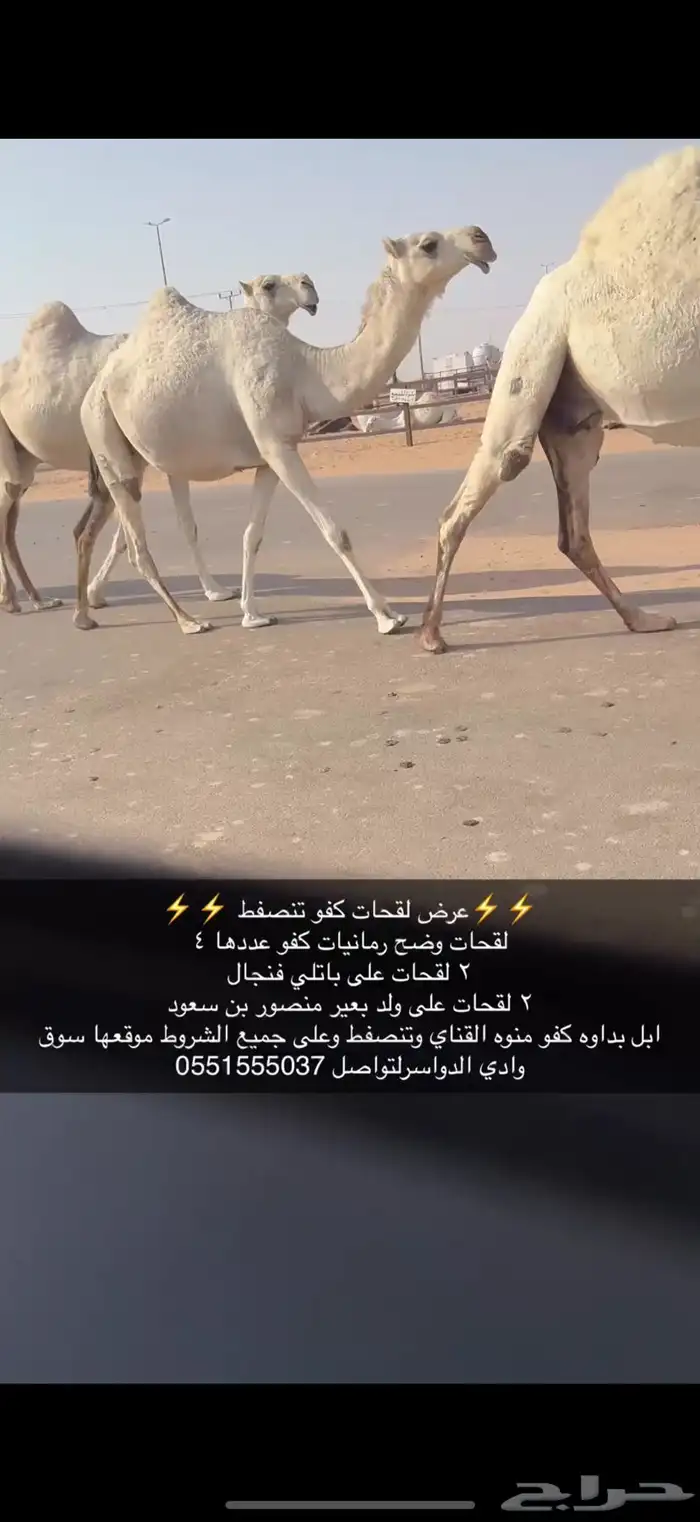 لقحات كفو 3