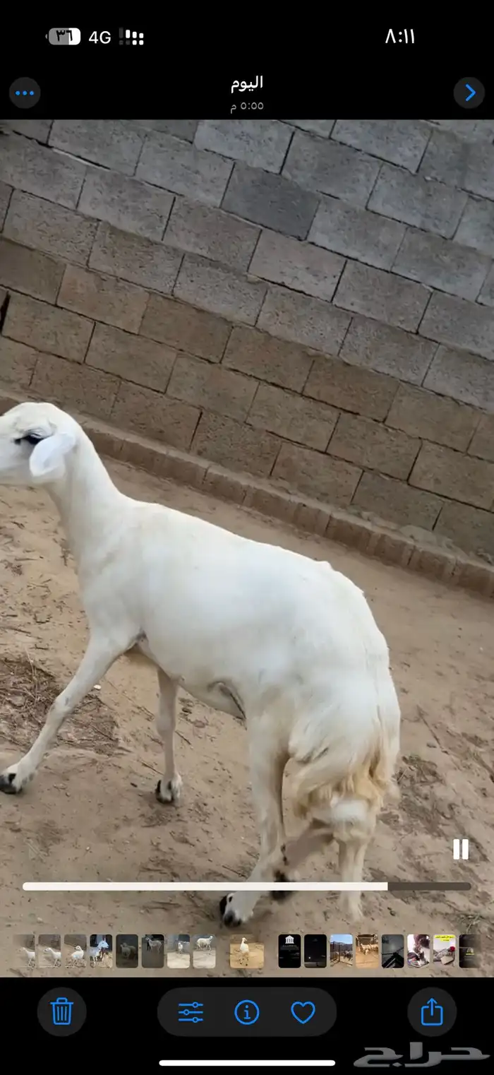 رخله ثنيه دافع للبيع 2