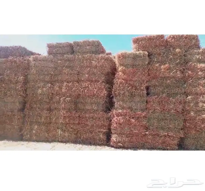 ذرة جيزانيه حمرا 0
