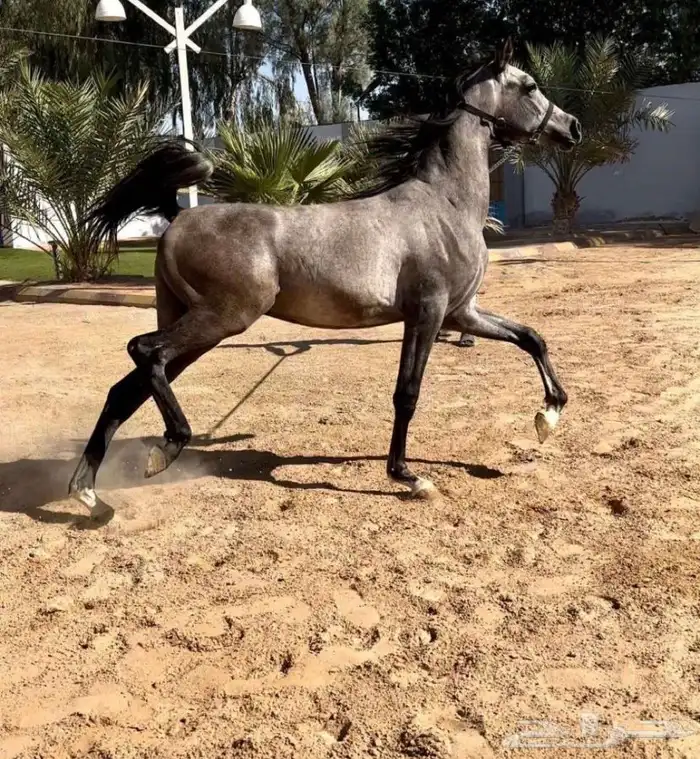 حصان شعبي شيخ 6
