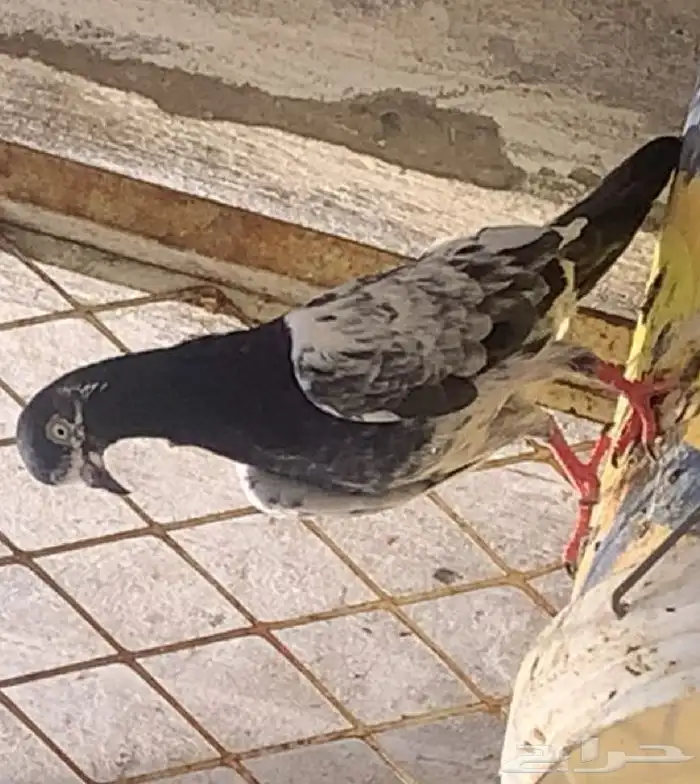 عندي طير مفقود الموقع العيتيبيه 2