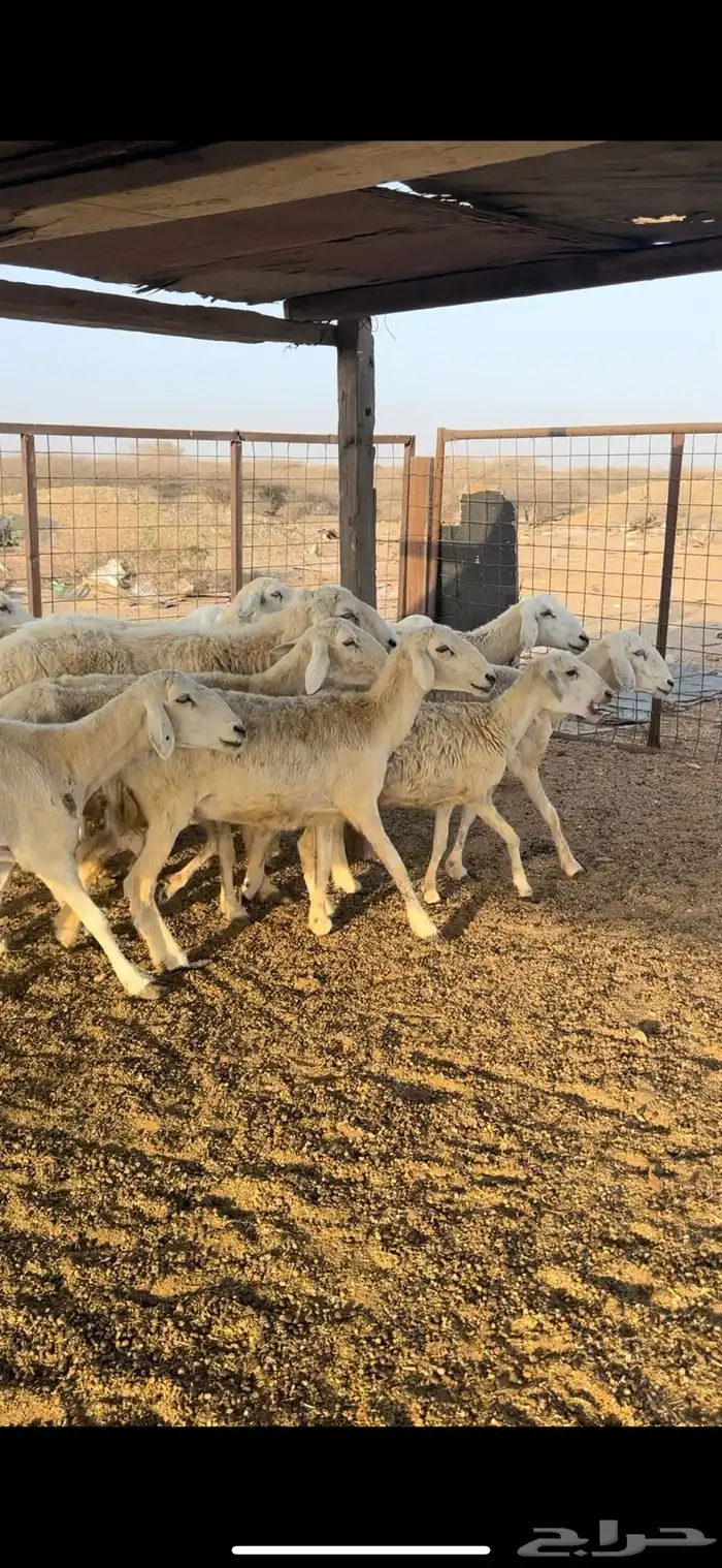 ضان طيبة 2