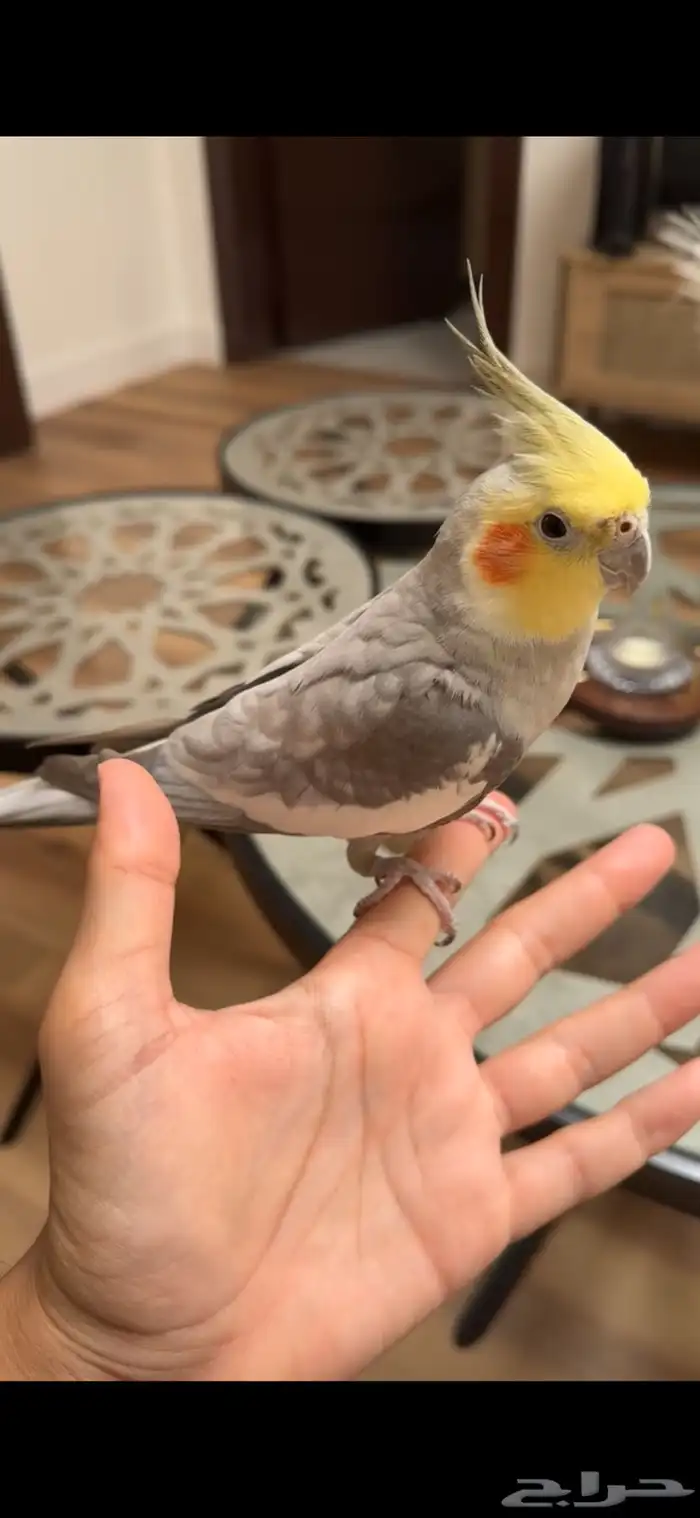 للبيع كروان اليف 3
