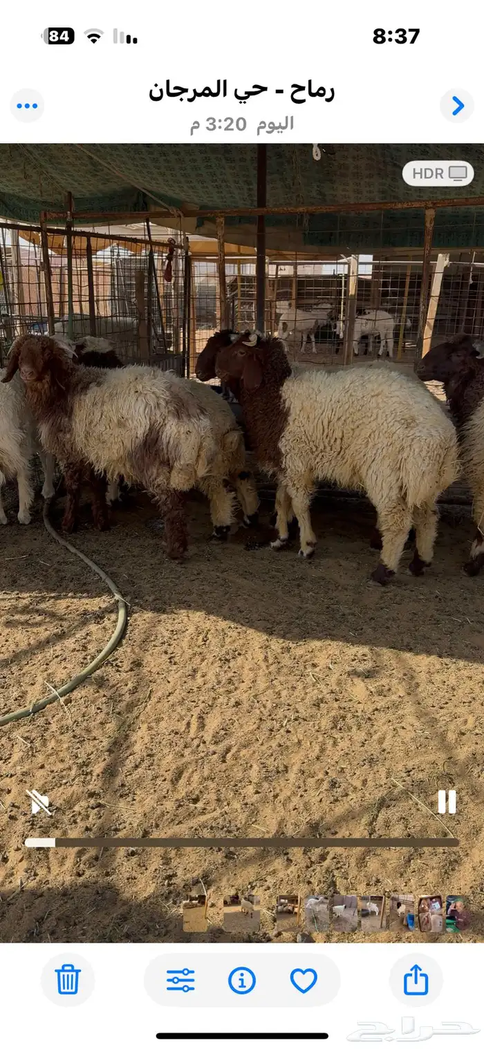 ذبايح نعيم 3