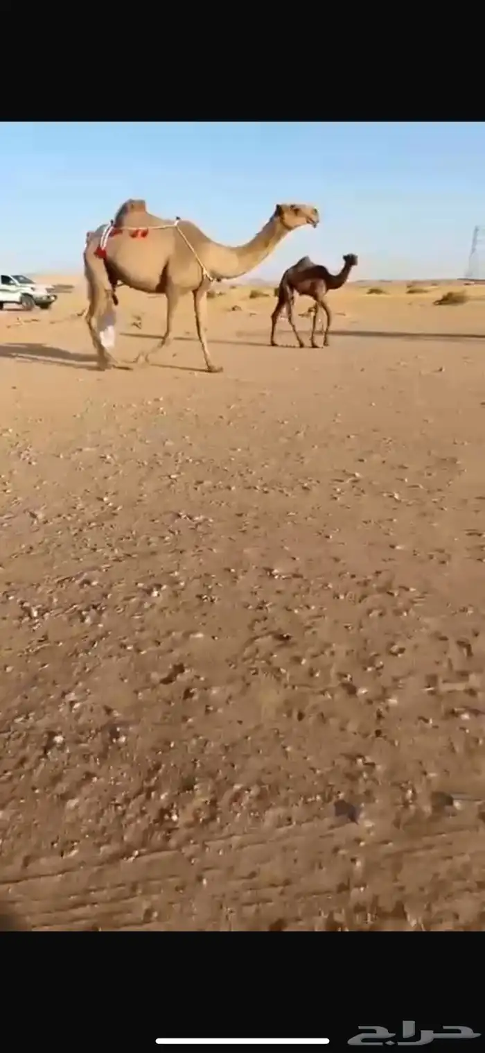 البيع خلفه كفو 1