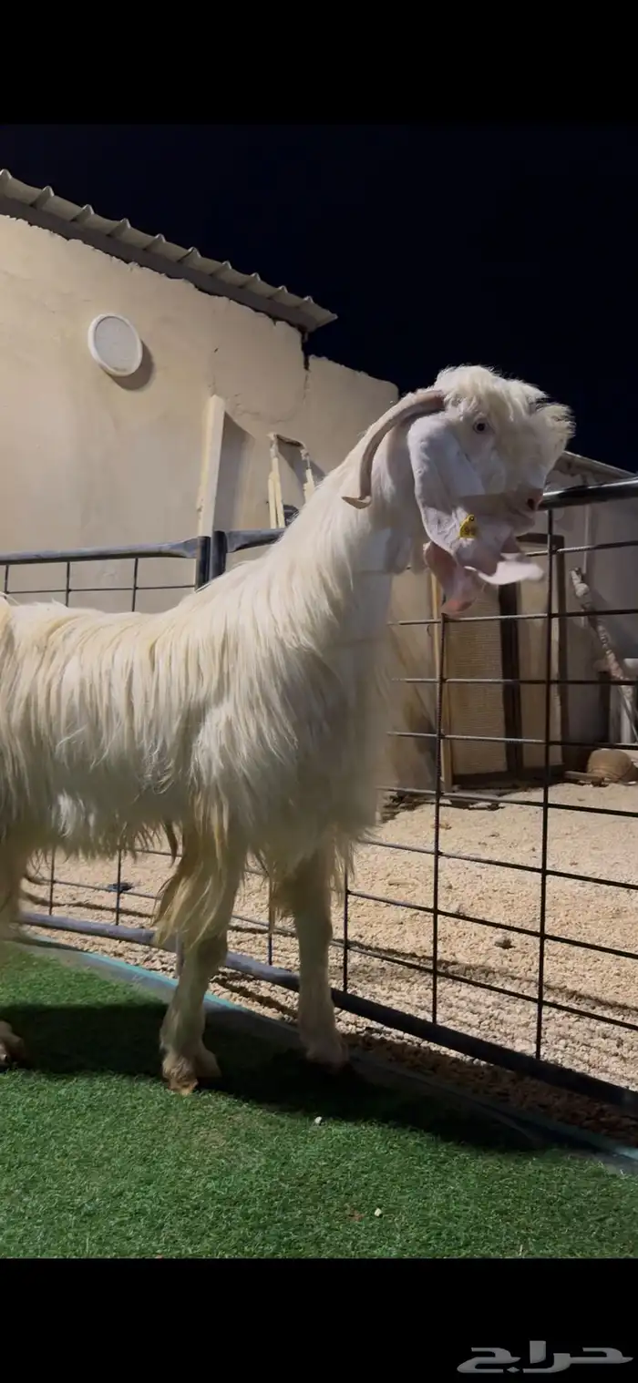 تيس مطور ابيض ابرص 3
