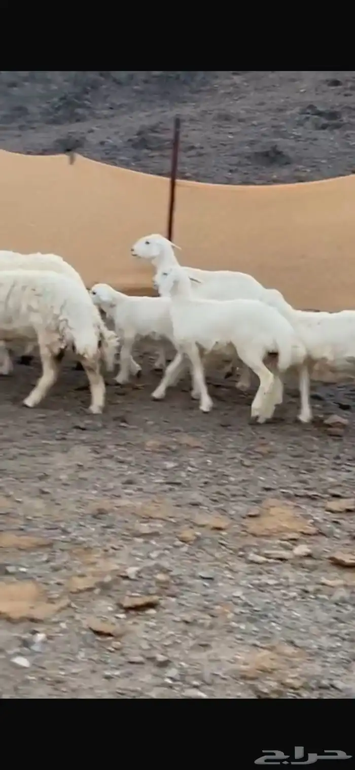 ضان حبص ول د 1