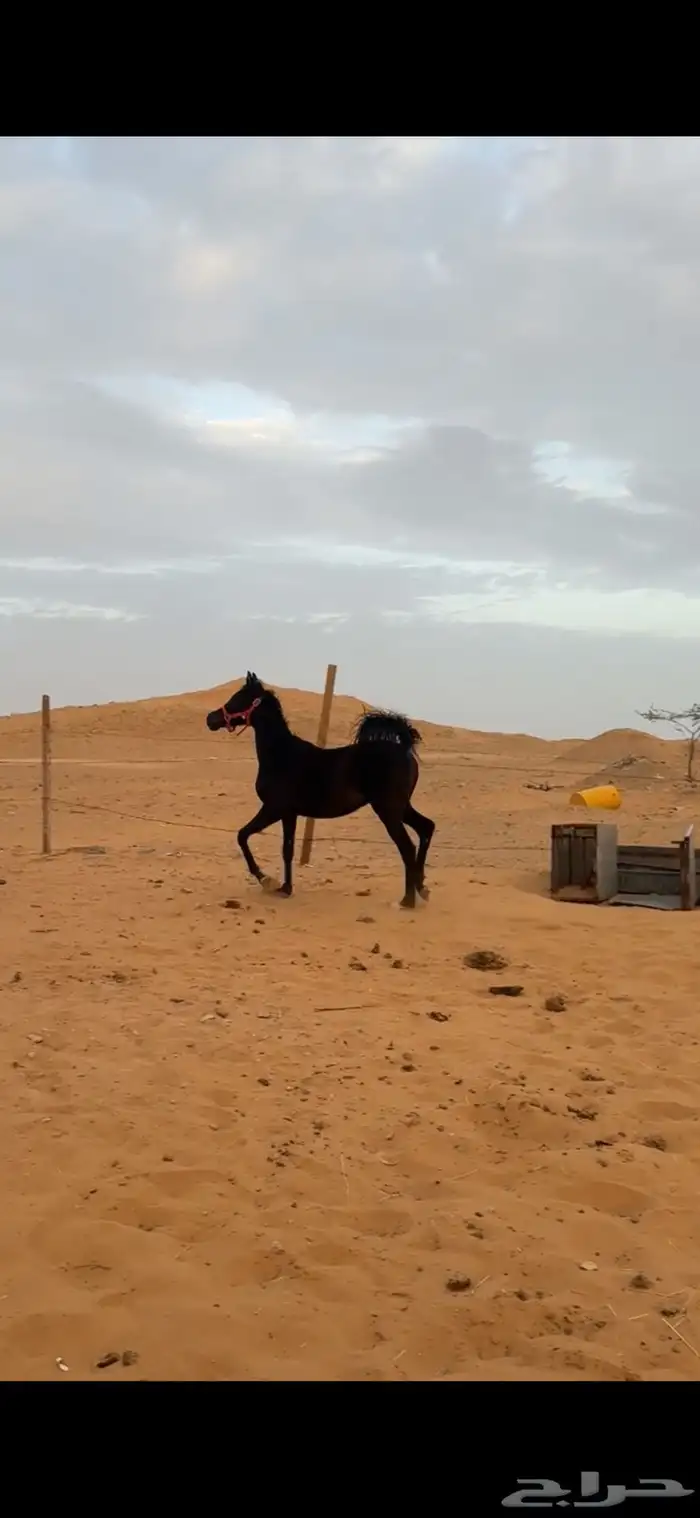 مهرة دهما فاخره قطعه ملكيه 7