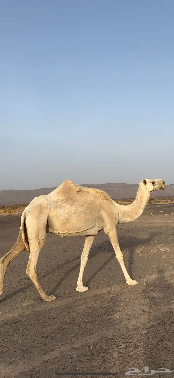 للبيع الناقه العفرا الطيبه المنتج ضروبه 3