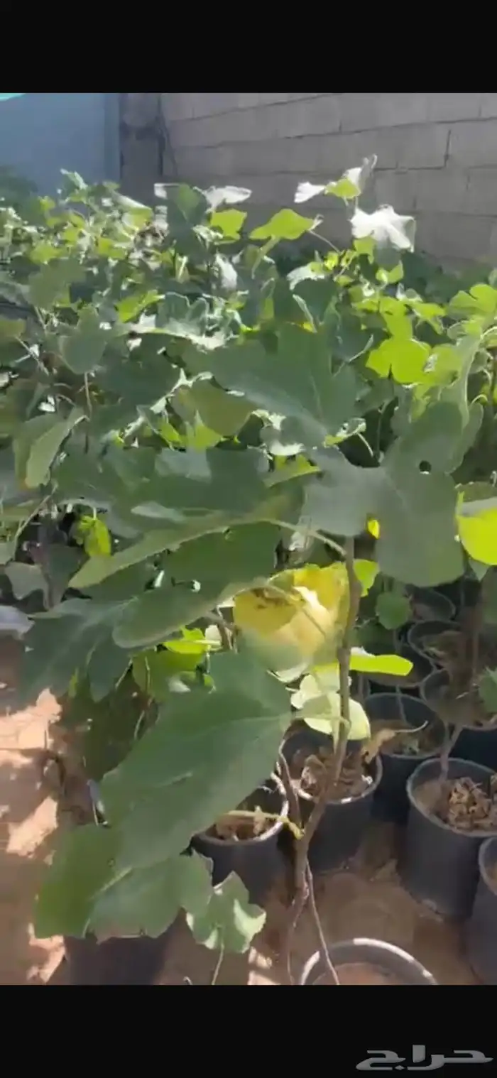 بنسيانا احجام كبيرة  ياسمين هندي  جوافة تايلندي  وسدر  وتين 10