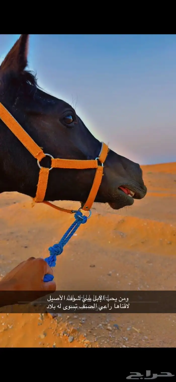 مهرة دهما فاخره قطعه ملكيه 10