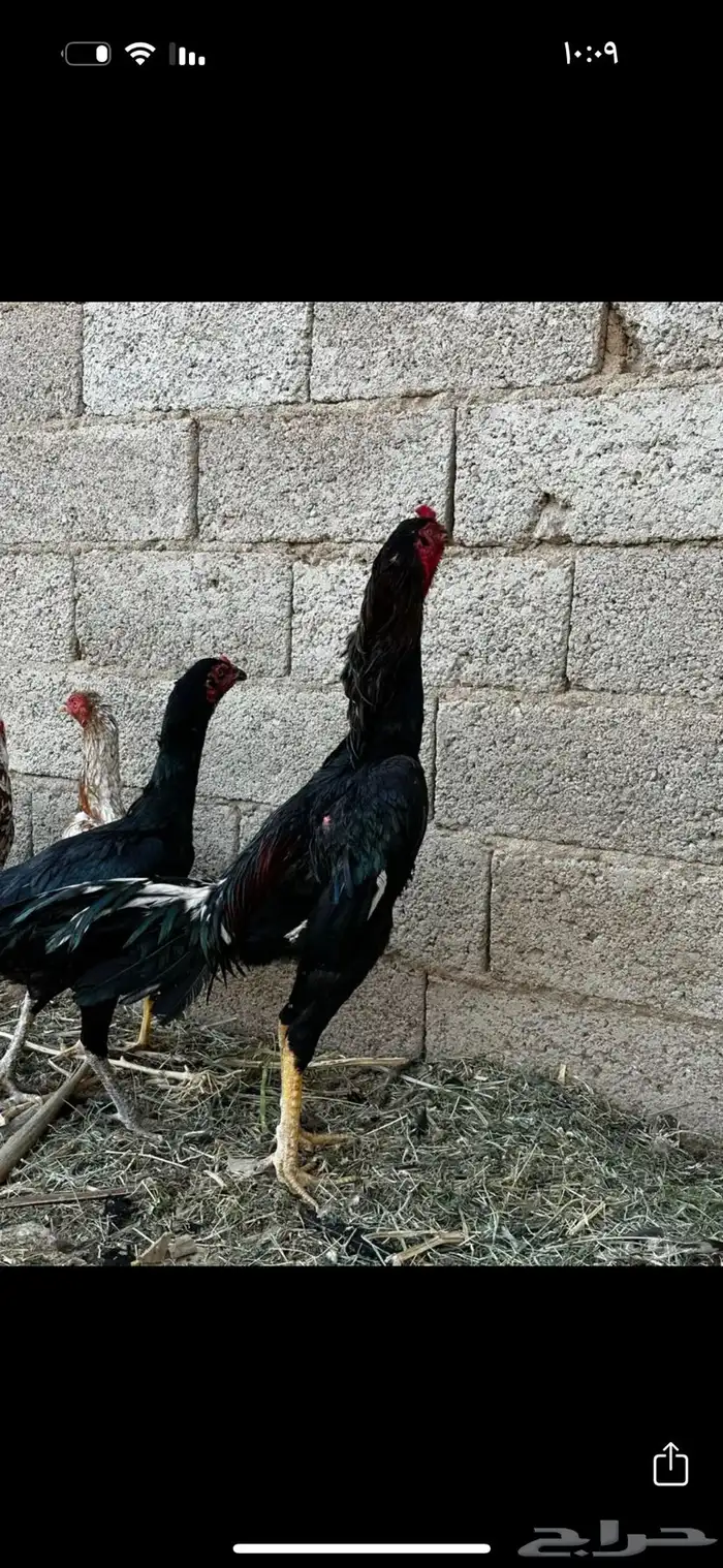 صوص دجاج باكستاني للبيع 12