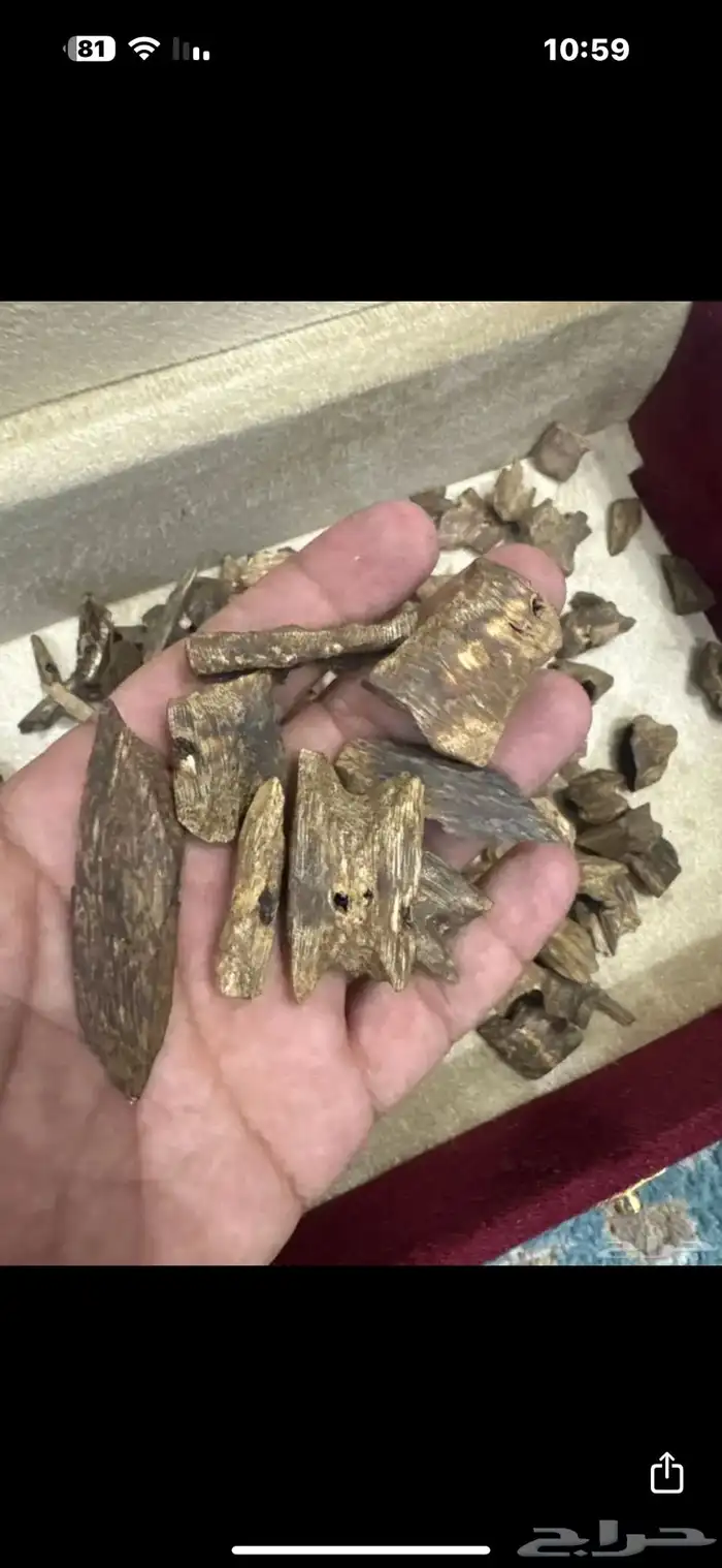 عود كينام طبيعي 100 2