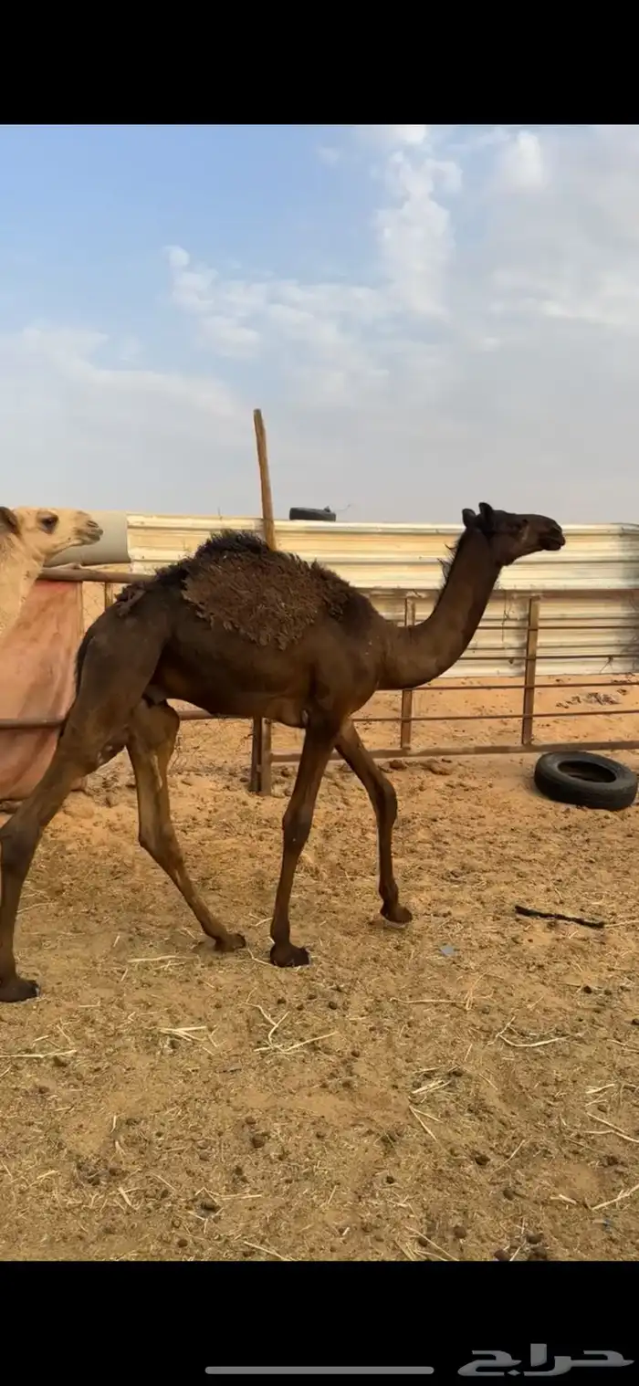 قعدان عدد 5 ثلاث مجاهيم وثنين مغاتير الخرج 2
