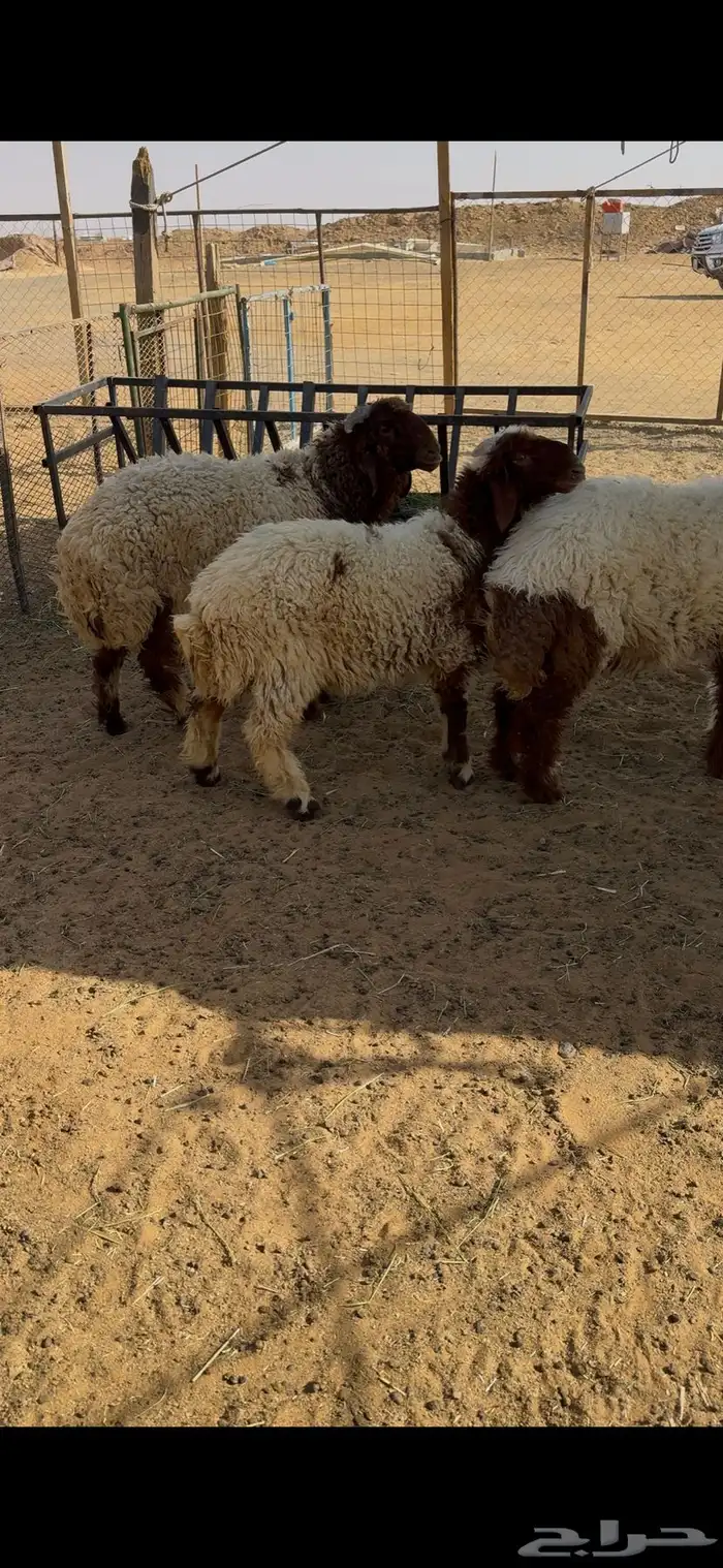 ذبايح نعيم 0
