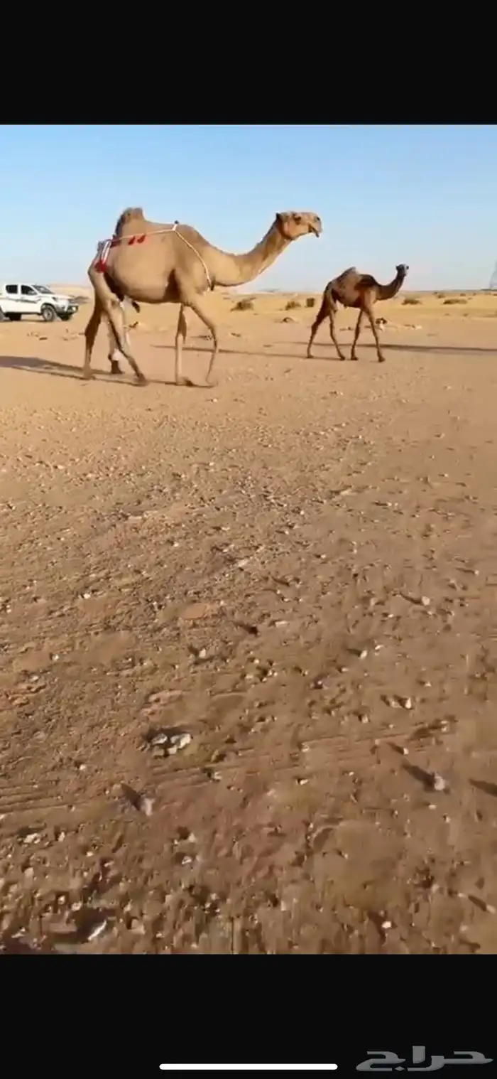 البيع خلفه كفو 0