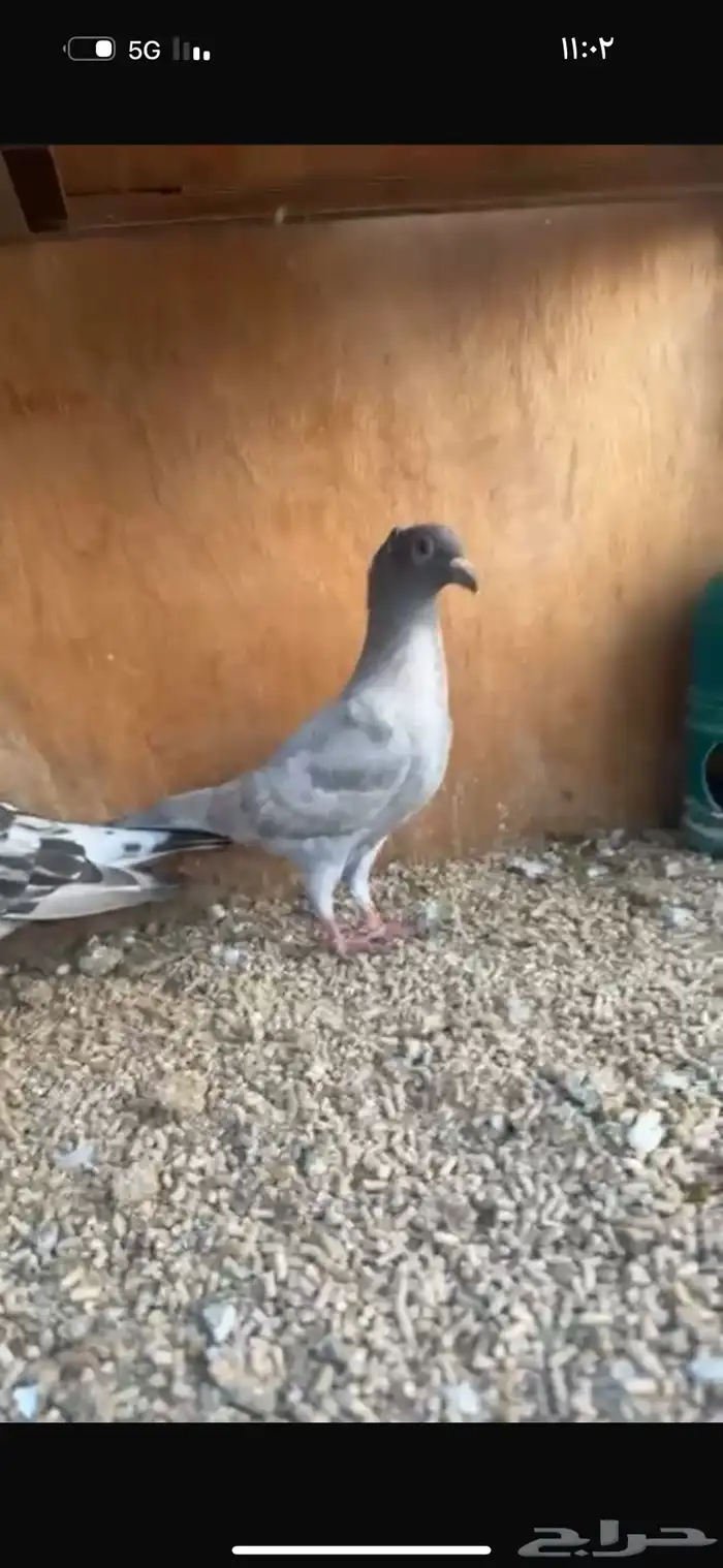 حمام زاجل نوادر لاهل الحضانات 1