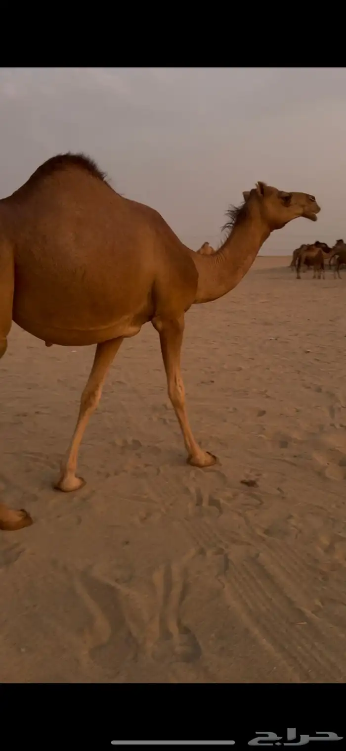 بكره بكر ساحليه ملاقي. تم البيع 3