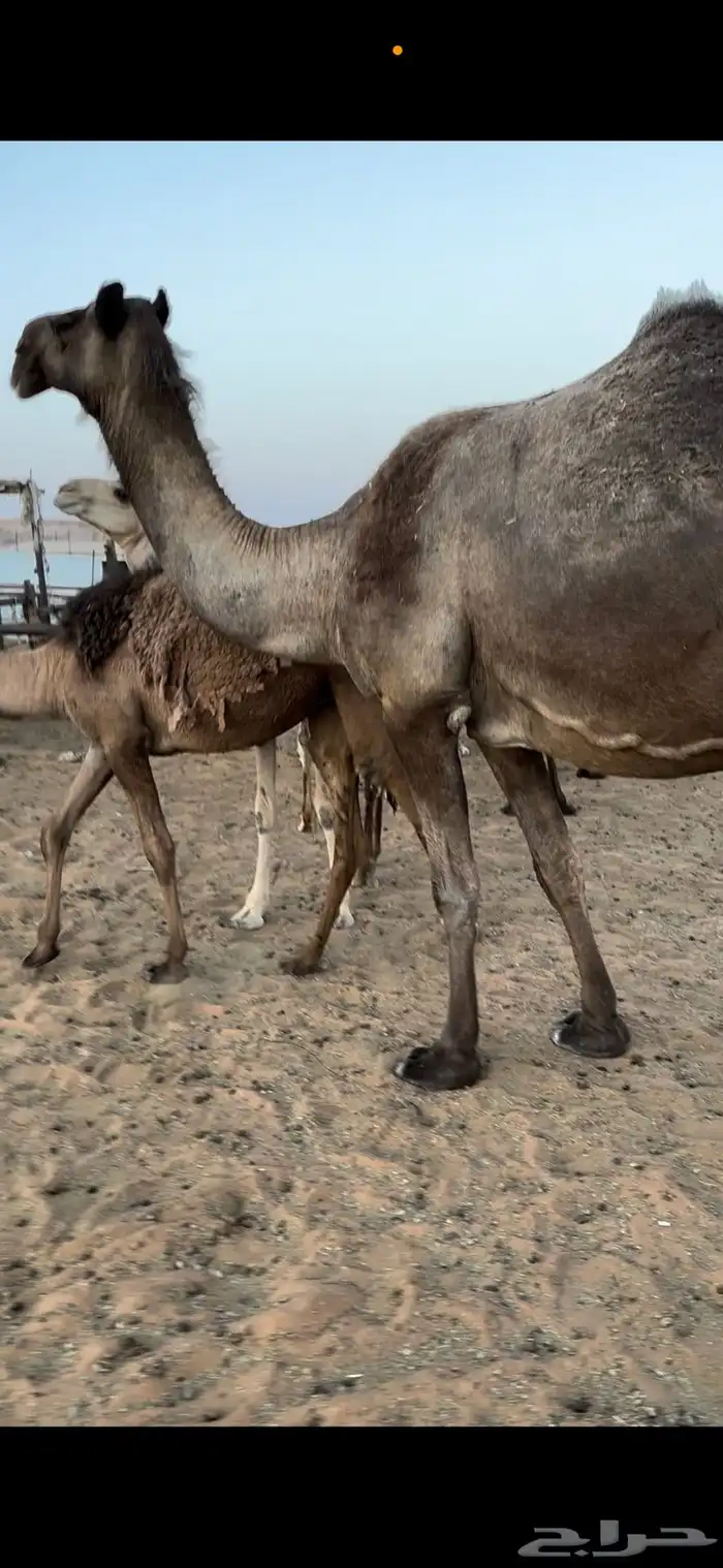 لقحه مجهم طيبه 4