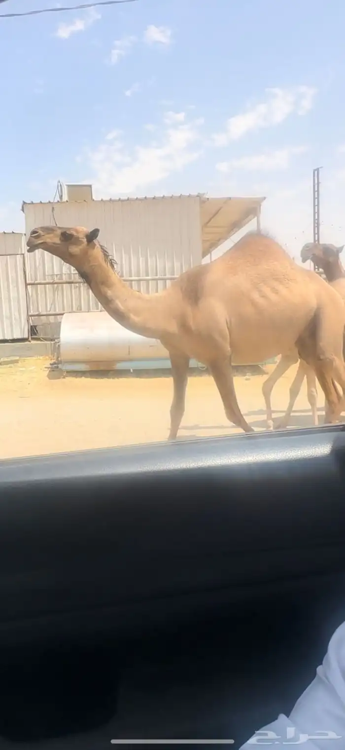 لقحه بكر 0