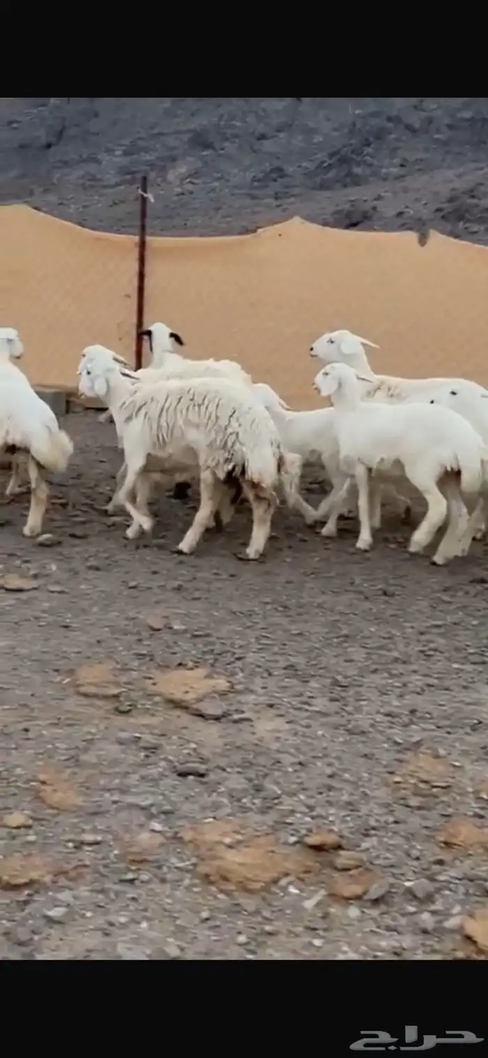 ضان حبص ول د 2